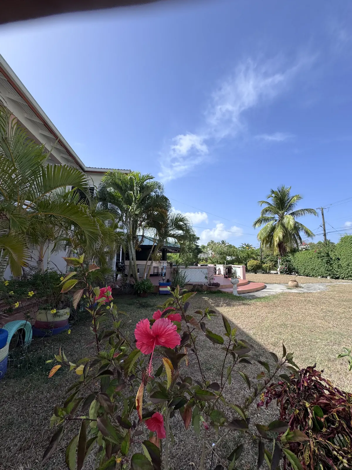 Red hibiscus flower in the garden with palms behind